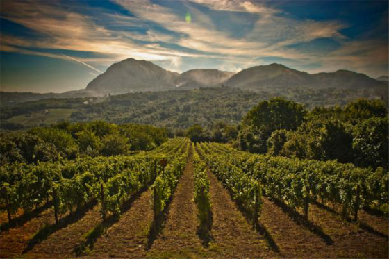 2017年意大利葡萄酒产量将是近60年最低