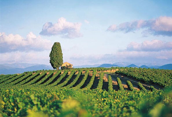 意大利政府将扩大葡萄酒产业